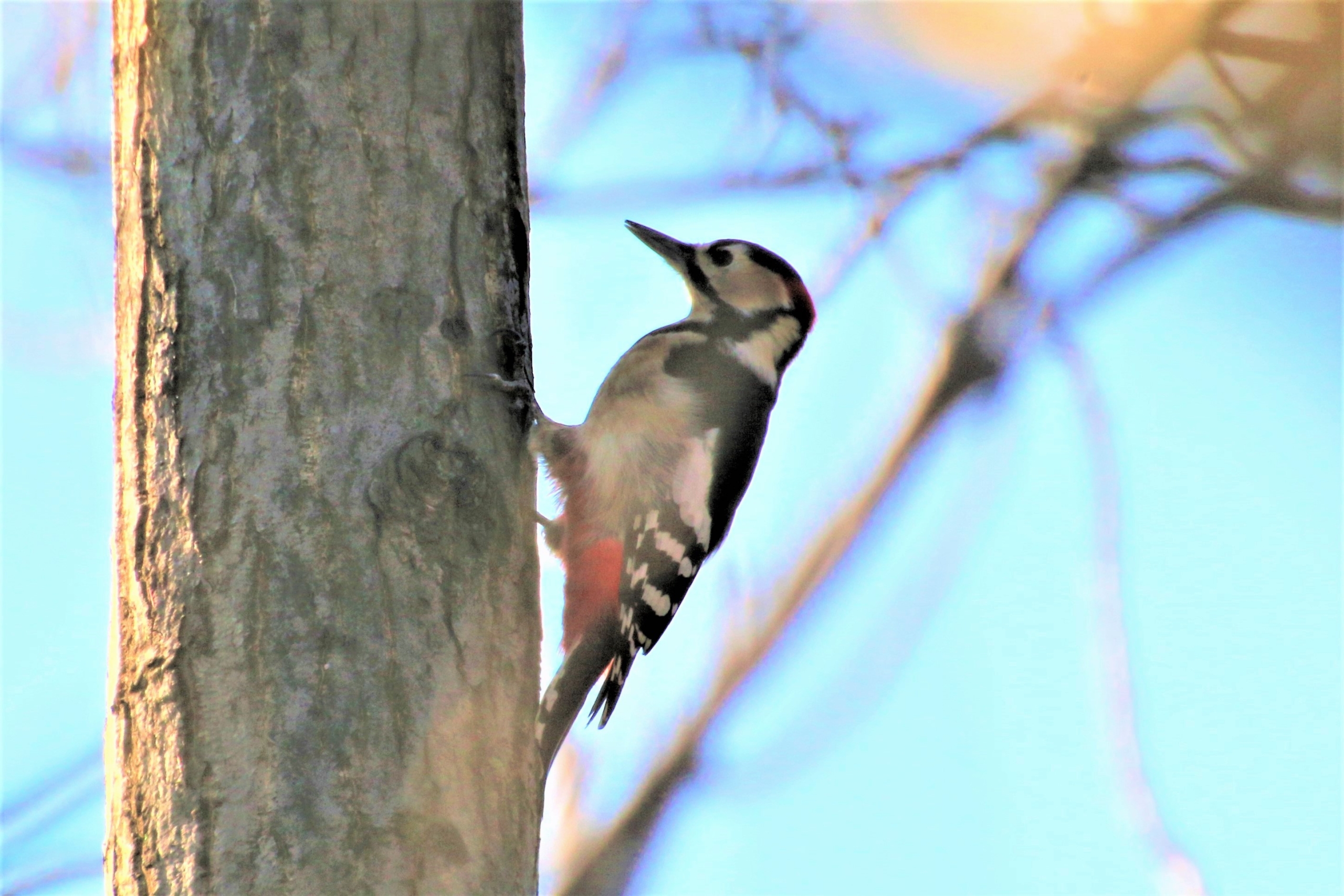 アカゲラ 赤啄木鳥 Hidejiiの 興味津々