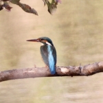 Thumbnail of post image 110