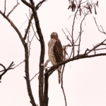 Thumbnail of post image 082