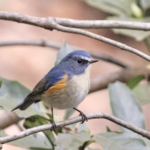 Thumbnail of post image 125