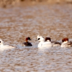 Thumbnail of post image 116