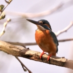 Thumbnail of post image 165