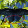 蝶の図鑑　黒いアゲハチョウの見分け方